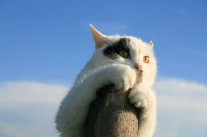 Отпугиватель кошек и котов